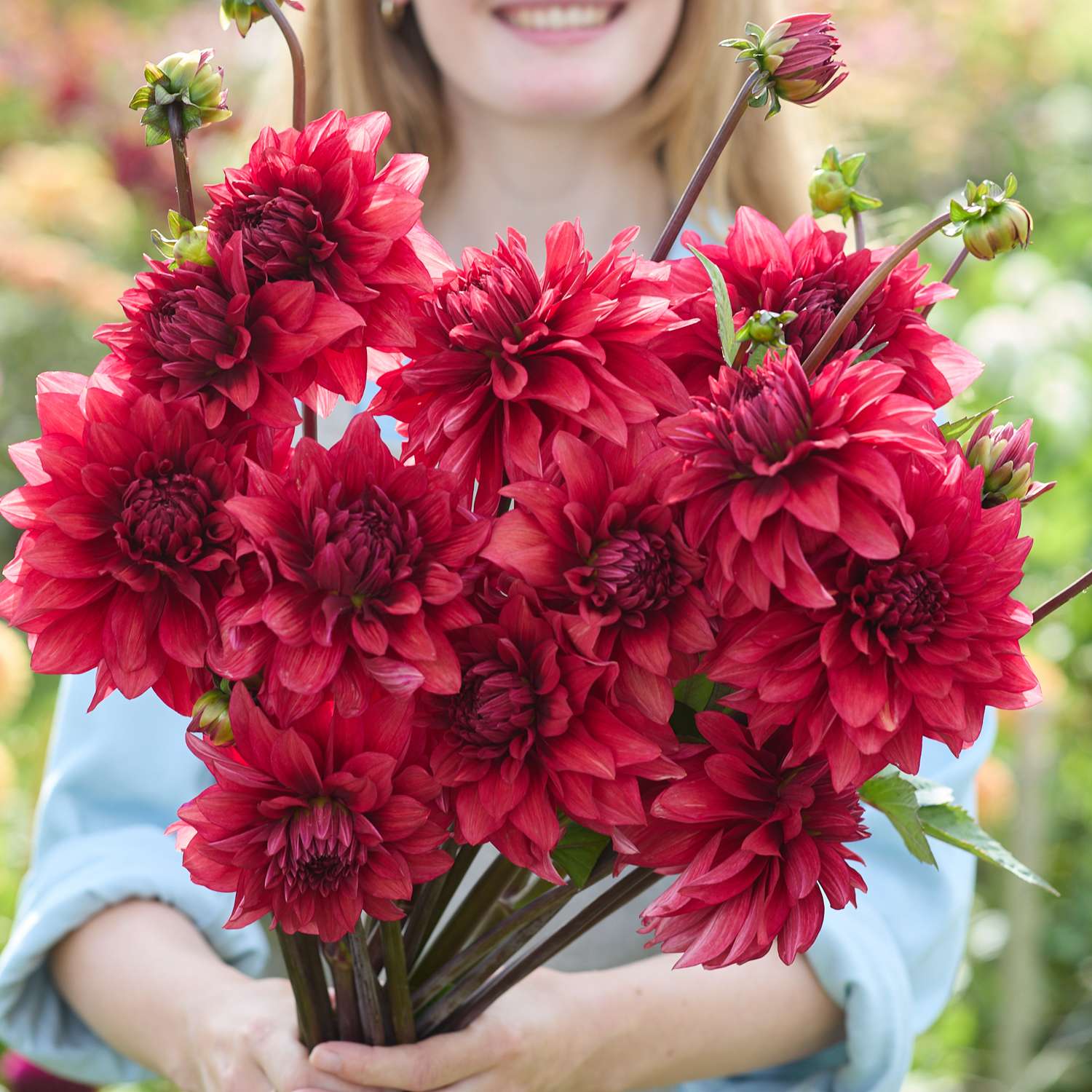 Dahlia 'Amarone'